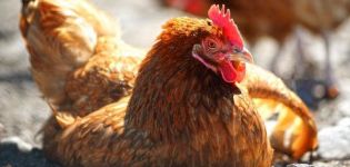 Description of the best treatment methods and why chickens fall to their feet