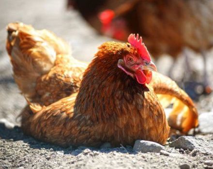 Description des meilleures méthodes de traitement et pourquoi les poulets tombent sur leurs pieds
