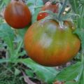 Descripción de la variedad de tomate piña negra y características de cultivo.