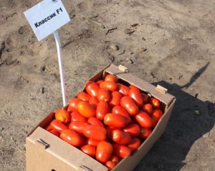 Beskrivning av den klassiska tomatsorten och dess egenskaper