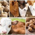 Je li moguće ili ne dati sirovi krumpir kravi, koristi i štete i kako se nahraniti