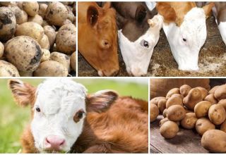 Ar galima ar ne duoti karvei žalių bulvių, naudą ir žalą ir kaip maitinti