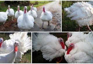 Description and characteristics of heavy cross turkeys, their breeding