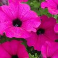 15 labāko ziedu veidu apraksts, kas zied visu vasaru