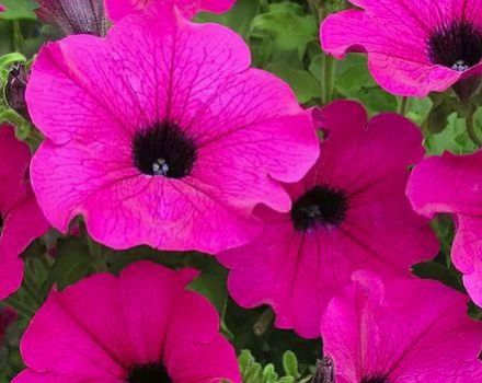 Description des 15 meilleurs types de fleurs annuelles pour une floraison tout l'été