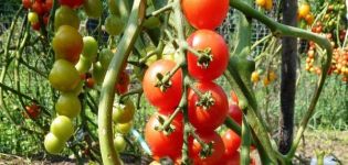 Popis odrůdy rajčat Pomisolka, její vlastnosti a výnos