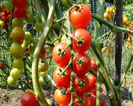 Descripción de la variedad de tomate Pomisolka, sus características y rendimiento.