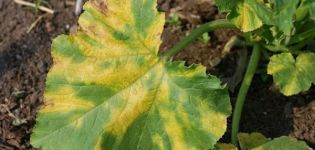 Ką daryti, jei agurkų lapuose atsiranda geltonos dėmės ir kaip gydyti
