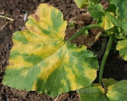 Ką daryti, jei agurkų lapuose atsiranda geltonos dėmės ir kaip gydyti