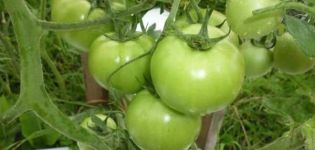 Mô tả về giống cà chua cực, đặc điểm và cách trồng của nó