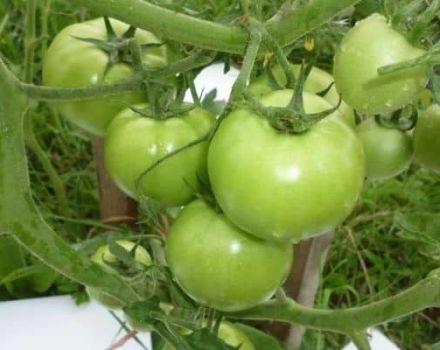 Descrizione della varietà di pomodoro Extremal, sue caratteristiche e coltivazione