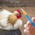 Schema och regler för vaccination av kycklingar hemma, vaccinationstabell