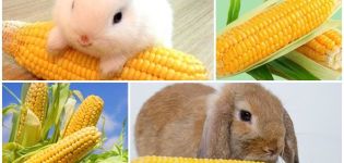 Welches Gemüse und Obst kann Kaninchen gegeben werden, welche Fütterungsregeln und was nicht?