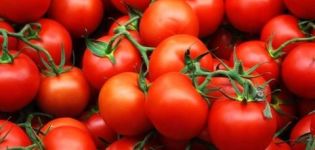 Rätt tidpunkt för sådd av tomater för plantor i Ural