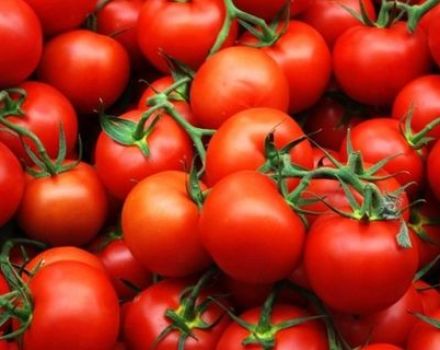 Tinkamas pomidorų sėjos daigų Urale laikas