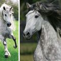 Beskrivning av andalusiska hästar, för- och nackdelar, hur man ska hålla och kosta