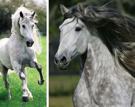 Andalūzijas zirgu apraksts, plusi un mīnusi, kā turēt un izmaksas