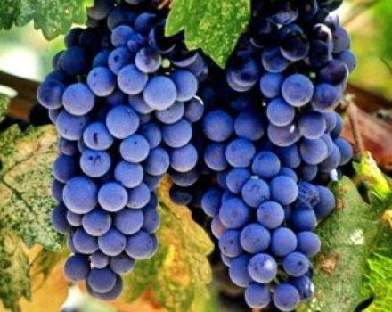 Beskrivning av variationen i spanska druvor Tempranillo, egenskaper för utbyte och frostbeständighet