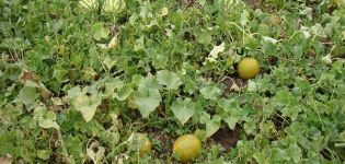Jak pěstovat melouny na Sibiři na otevřeném poli a ve skleníku?