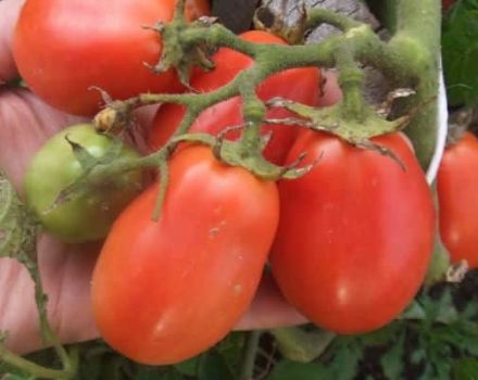 Popis Ural rajčat Žádné starosti, žádné starosti, důstojnost odrůdy odolné proti chladu