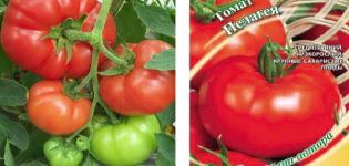Opis odrody paradajok Pelageya a jej vlastnosti