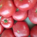 Pomidorų veislės Pink Katya f1 charakteristikos ir aprašymas, derlius