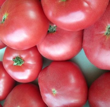 Pomidorų veislės Pink Katya f1 charakteristikos ir aprašymas, derlius