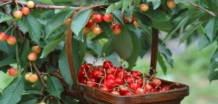 För vilket år efter plantering bör körsbäret bära frukt och avståndet mellan träden