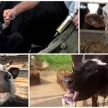 Príznaky a príznaky besnoty u hovädzieho dobytka, liečebné metódy a vakcinačné režimy