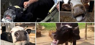 Príznaky a príznaky besnoty u hovädzieho dobytka, liečebné metódy a vakcinačné režimy