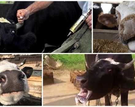 Симптоми и знакови бјесноће код говеда, методе лечења и режими вакцинације