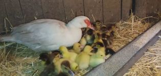 Will the duck accept someone else's brood and will the ducklings survive without the mother who abandoned them?