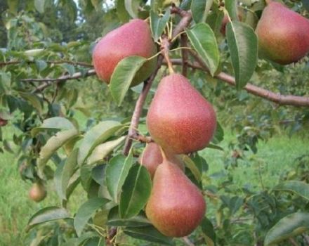 Characteristics and description of the Yakovlevskaya pear variety, growing rules