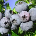 Beskrivning av blåbärsorten Bonus, plantering, odling och vård
