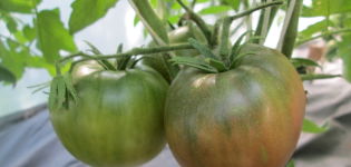 Samaros pomidorų veislės produktyvumas, savybės ir aprašymas