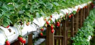 Teknik och steg-för-steg-instruktioner för odling av påsade jordgubbar