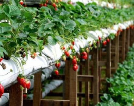 Tehnologija i detaljna uputstva za uzgoj vreća jagoda