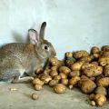 È possibile e come dare patate crude ai conigli, le regole di introduzione alla dieta