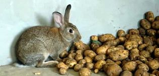 Är det möjligt och hur man ger rå potatis till kaniner, reglerna för introduktion till kosten