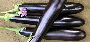 Beschrijving van aubergine lang paars, zijn kenmerken, voor- en nadelen