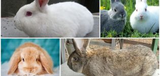 Vilken ras av kaniner är bättre att föda upp i landet, sjukdomar och kost hos djur
