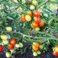 Pomidorų veislės Bellflower aprašymas, auginimo ir priežiūros rekomendacijos