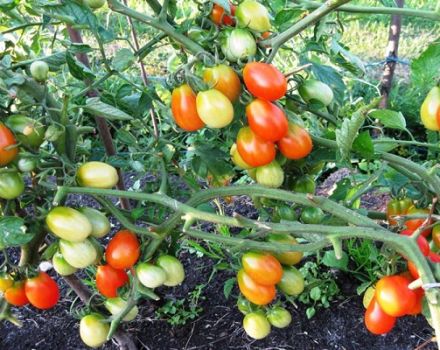 Opis sorte rajčice Bellflower, preporuke za uzgoj i njegu