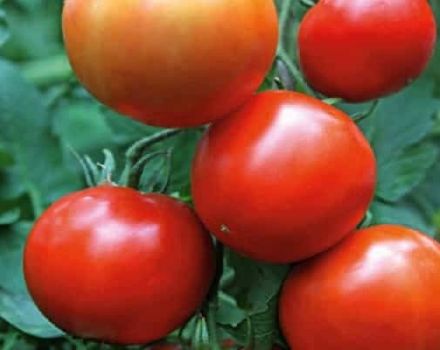 Beskrivning av tomatsorten Yenisei f1, dess egenskaper och utbyte