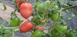 Description and characteristics of the tomato variety Bells of Russia