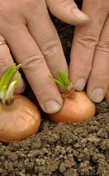 How to plant onions correctly in spring or autumn so that there are large bulbs