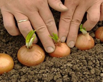 Hogyan lehet a hagymát helyesen ültetni tavasszal vagy ősszel, hogy nagy hagymák legyenek