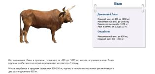 Hur mycket väger en tjur i genomsnitt och en tabell efter ålder, topp-4-beräkningsmetoder