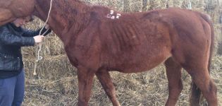 Beskrivning av leptospiros hos hästar, behandling och bruksanvisning för vaccinet