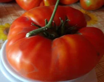 Beskrivning av tomatsorten Marshal Pobeda och dess utbyte
